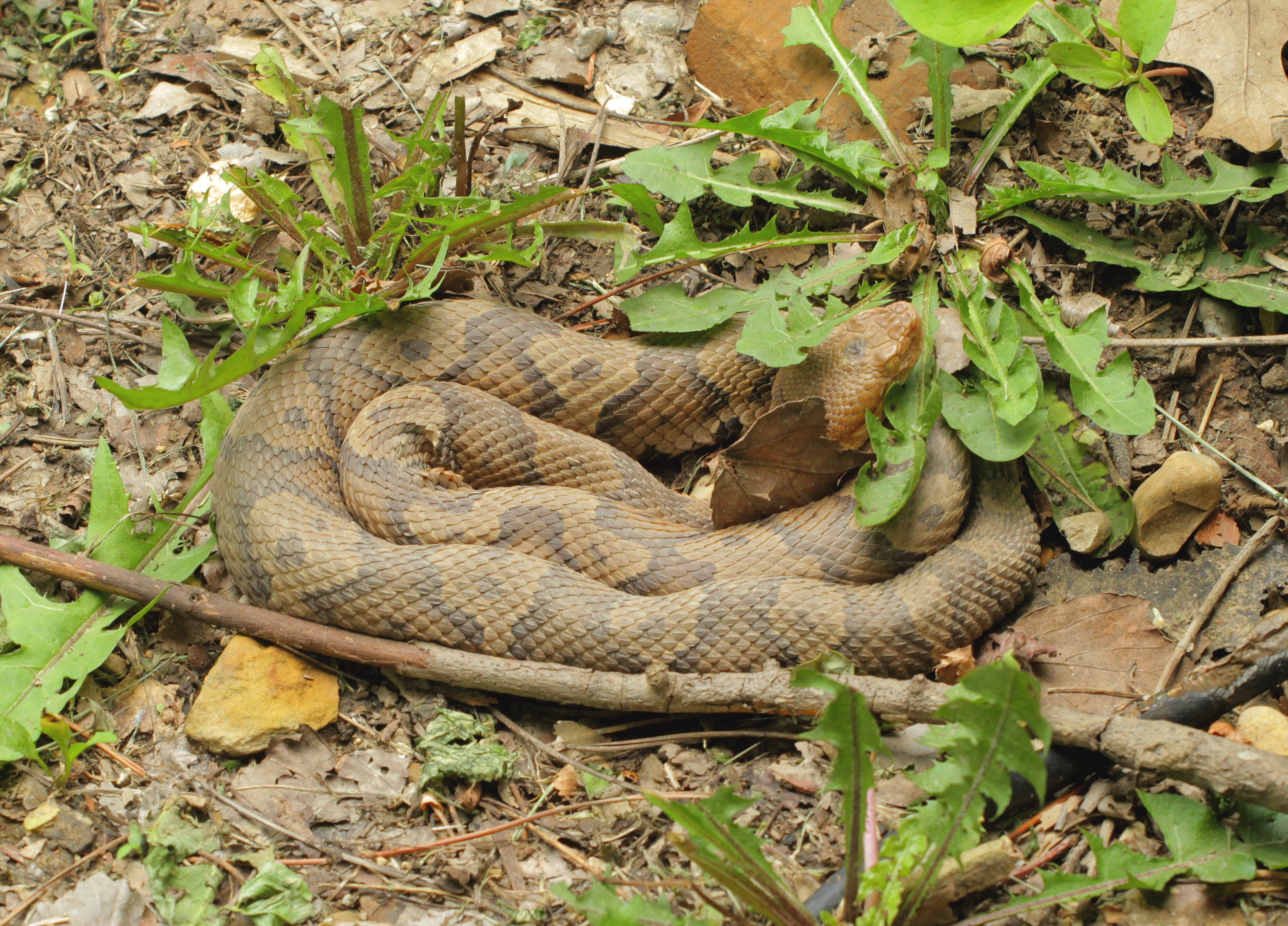 Northern Copperhead 3.jpg [2618 Kb]